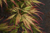 acer palmatum Spring Delight